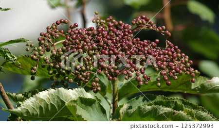Lots of black elderberries on the branches of a bush 125372993