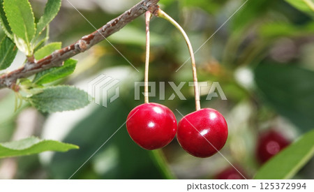 Cherry berries ripen on tree branches 125372994