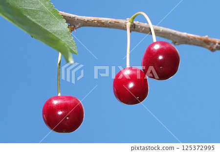 Cherry berries ripen on tree branches Cherry berries ripen on tree branches 125372995
