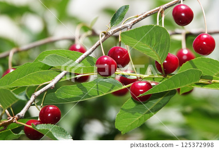Cherry berries ripen on tree branches 125372998