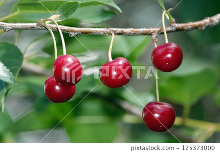 Cherry berries ripen on tree branches 125373000