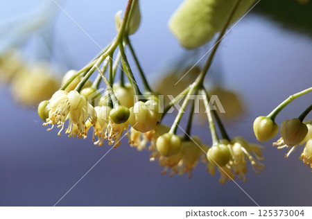Cherry berries ripen on tree branches 125373004