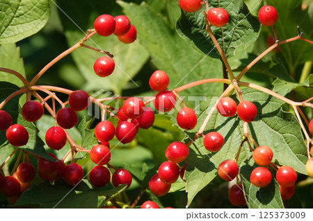 Viburnum red berry on a tree branch 125373009