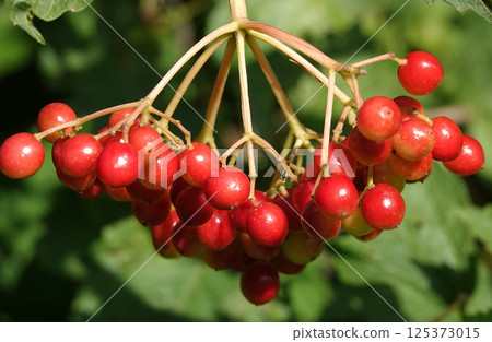 Viburnum red berry on a tree branch 125373015