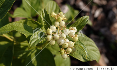 Dogwood shiny berry on a tree branch 125373018