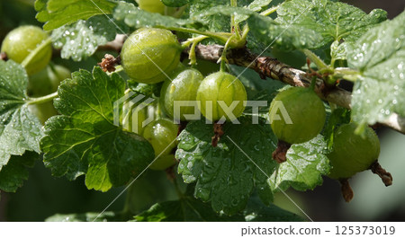 Gooseberry green berries on a bush branch 125373019