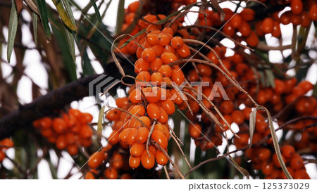 Many berries of sea buckthorn on tree branches 125373029