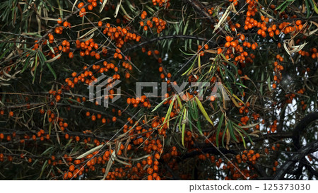 Many berries of sea buckthorn on tree branches 125373030