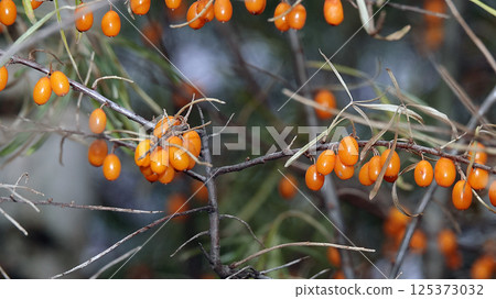 Many berries of sea buckthorn on tree branches 125373032