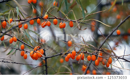Many berries of sea buckthorn on tree branches Many berries of sea buckthorn on tree branches 125373033