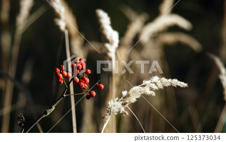 Feather grass spikelet with seeds in the field 125373034