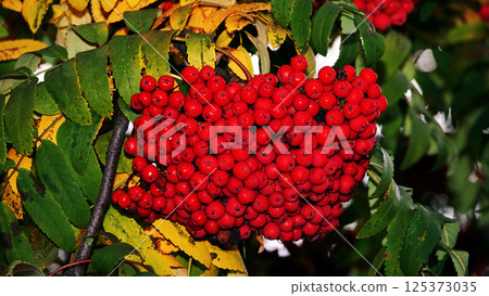 Many berries Rowan on tree branches 125373035