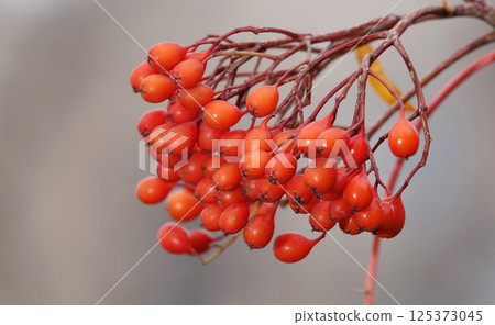 Many berries Rowan on tree branches 125373045
