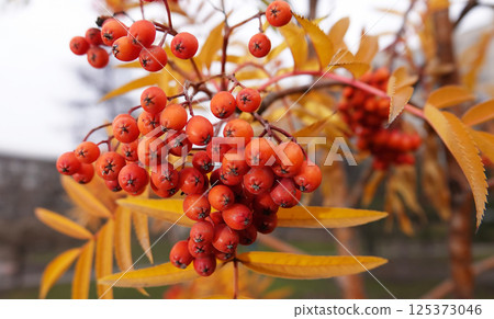 Many berries Rowan on tree branches 125373046