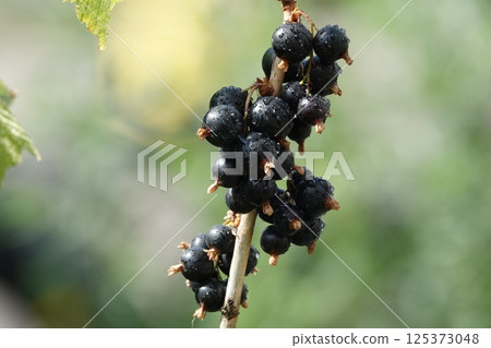 Currant plant its black berries on a branch of a bush 125373048