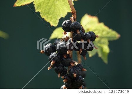 Currant plant its black berries on a branch of a bush 125373049