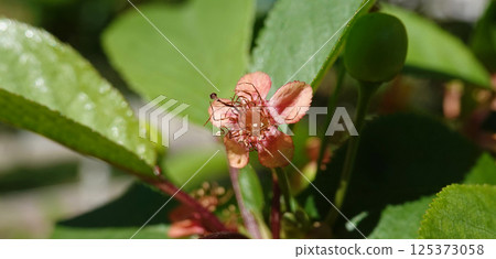 Green cherry berries are singing on tree branches Green cherry berries are singing on tree branches 125373058