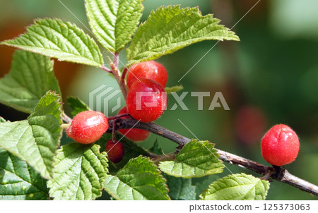 Green cherry berries are singing on tree branches 125373063