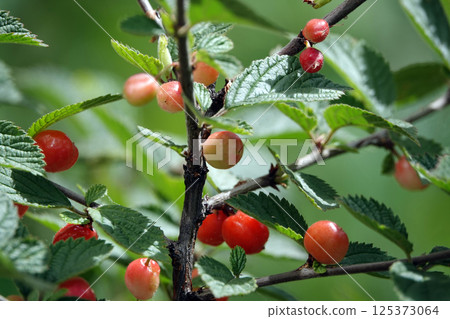 Green cherry berries are singing on tree branches 125373064
