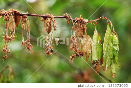 Green cherry berries are singing on tree branches 125373065