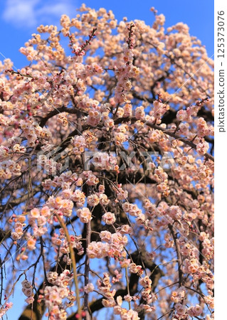 藍天映襯下的垂枝梅花 藍天映襯下的垂枝梅花 125373076
