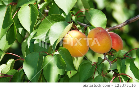 Lots ripe apricots on tree branches 125373116