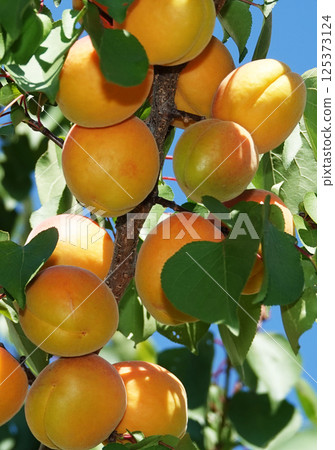 Lots ripe apricots on tree branches Lots ripe apricots on tree branches 125373124