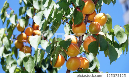 Lots ripe apricots on tree branches 125373125