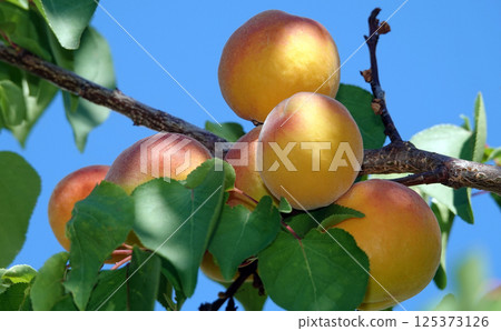 Lots ripe apricots on tree branches 125373126
