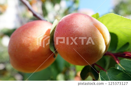 Lots ripe apricots on tree branches 125373127