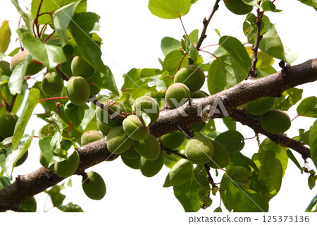 Lots of green unripe apricots on tree branches 125373136