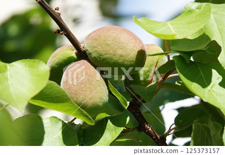 Green Plum Berries Spice on Tree Branches 125373157