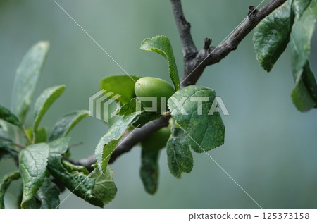 Still not ripe plums are picked up juice and spirited on tree branches Still not ripe plums are picked up juice and spirited on tree branches 125373158