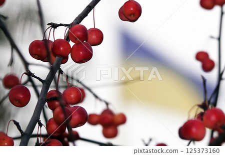 Many red and ripe ranetki branches of the tree paradise apples 125373160
