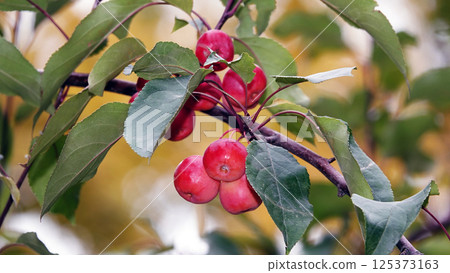 Many red and ripe ranetki branches of the tree paradise apples 125373163
