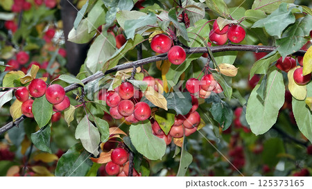Many red and ripe ranetki branches of the tree paradise apples Many red and ripe ranetki branches of the tree paradise apples 125373165
