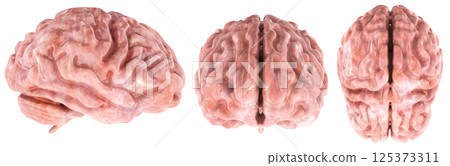 Human Brain. Top, front and side views. 3D rendering 125373311