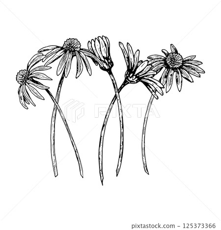 Botanical illustration of five wildflowers with thin stems and detailed petals. Black and white hand drawn composition featuring chamomile, echinacea, and similar field herbs. Ideal for prints and Botanical illustration of five wildflowers with thin stems and detailed petals. Black and white hand drawn composition featuring chamomile, echinacea, and similar field herbs. Ideal for prints and 125373366
