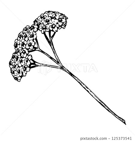 Vector illustration of yarrow flower with flat-topped cluster of small blooms on long stem. Hand-drawn black and white sketch for botanical design, medical herb uses, and floral compositions. 125373541