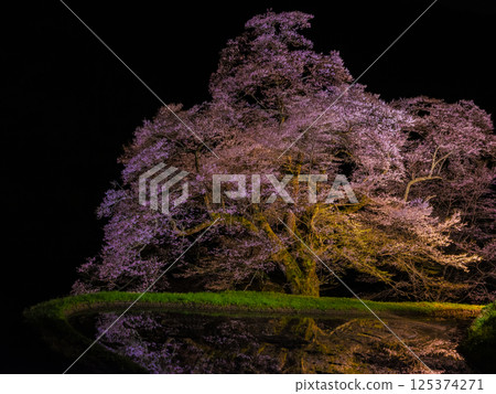 Cherry blossoms of bridge Cherry blossoms of bridge 125374271