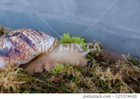 A giant Achatina snail slowly crawls through grass and moss. Natural beauty, mucin-rich slime, ideal for skincare, cosmetics, and wellness concepts 125374420