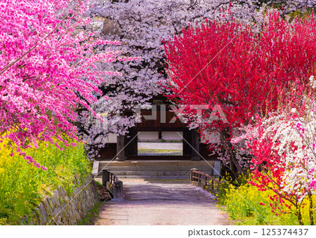 Spring full bloom Spring full bloom 125374437