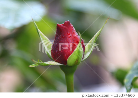 Rose buds in the garden on a natural background after the rain. flowers and buds of red roses in dew drops. 125374600
