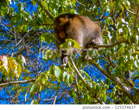 Japanese macaque 125374637