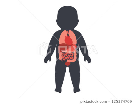 Internal organs of the child 125374709