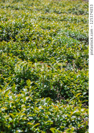 [Tea farm] New tea image [Minami Shinshu] 125374853