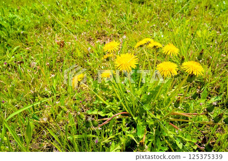  蒲公英 125375339