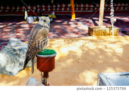 Arabian falcon bird sits on perch in courtyard of residential building, Dubai, UAE. High quality photo 125375799