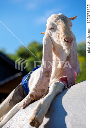 Portrait of white Nubian goat with long ears, looking at camera. Close-up wildlife concept. Vertical photo Portrait of white Nubian goat with long ears, looking at camera. Close-up wildlife concept. Vertical photo 125375825