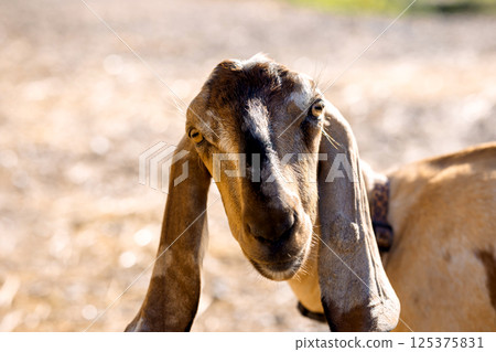 Portrait of brown Nubian goat with long ears, looking at camera. Close-up wildlife concept. Portrait of brown Nubian goat with long ears, looking at camera. Close-up wildlife concept. 125375831